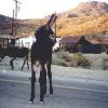 Oatman