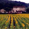 Sonnenblumen