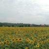 Sonnenblumen