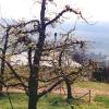 Meran