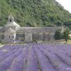 Abbaye de Sénanque