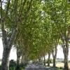 Platanenallee