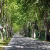 Platanenallee