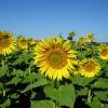 Sonnenblumen