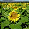 Sonnenblumen
