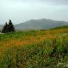 Segesta