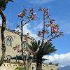 Ravello