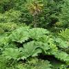 Lost Gardens of Heligan