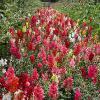 Lost Gardens of Heligan