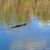 Everglades