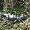 Everglades