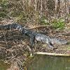 Everglades