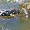 Everglades