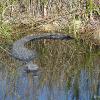Everglades