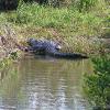 Everglades