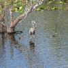 Everglades