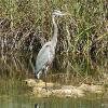 Everglades
