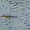 Everglades