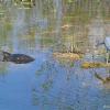 Everglades