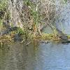 Everglades