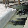 Gatorland