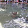 Sea World