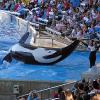 Sea World