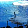 Sea World