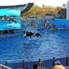 Sea World