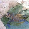 Sea World