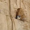 Edfu