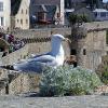 Saint-Malo