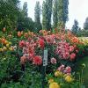 Mainau