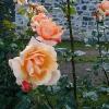 Kilkenny