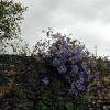 Lismore Castle