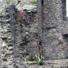 Mellifont Abbey