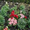 Roscrea Castle & Garden