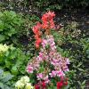 Roscrea Castle & Garden