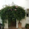 Estepona