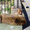 Gibraltar