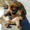 Gibraltar