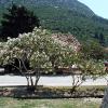 Ston