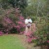 Boonehall Plantation