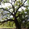 Oak Alley Plantation