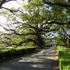 Oak Alley Plantation