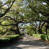 Oak Alley Plantation