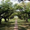 Oak Alley Plantation
