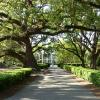 Oak Alley Plantation