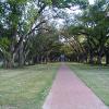 Oak Alley Plantation