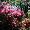 Rosemont Plantation